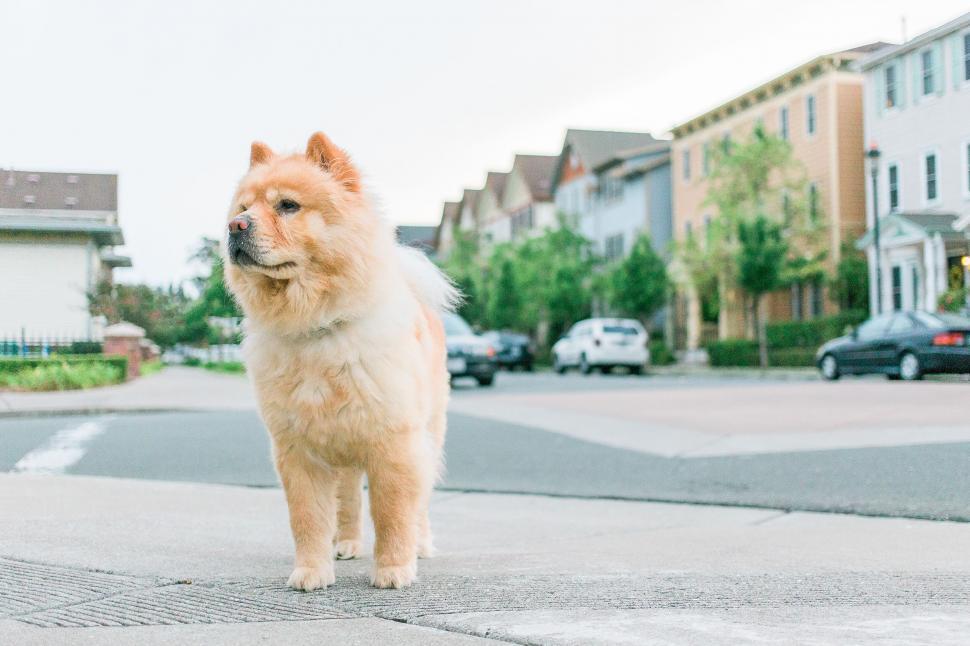 Free Image of A dog standing on the sidewalk 