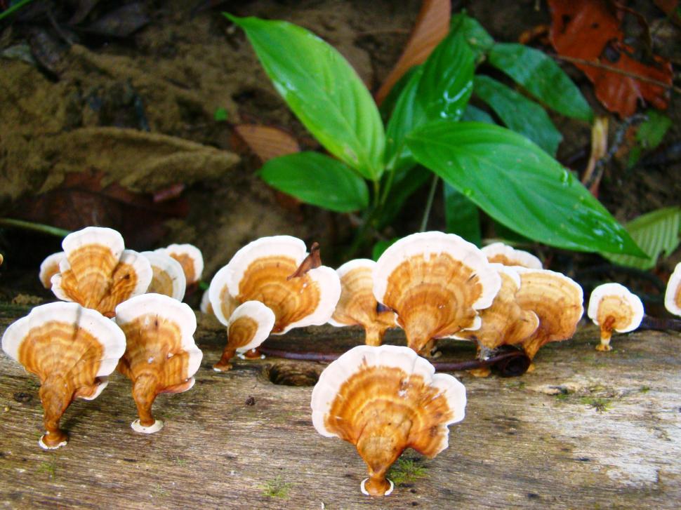 Free Image of Group of Mushrooms on Tree Trunk 