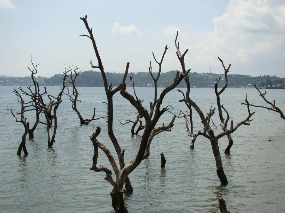 Free Image of Cluster of Dead Trees in the Middle of a Lake 
