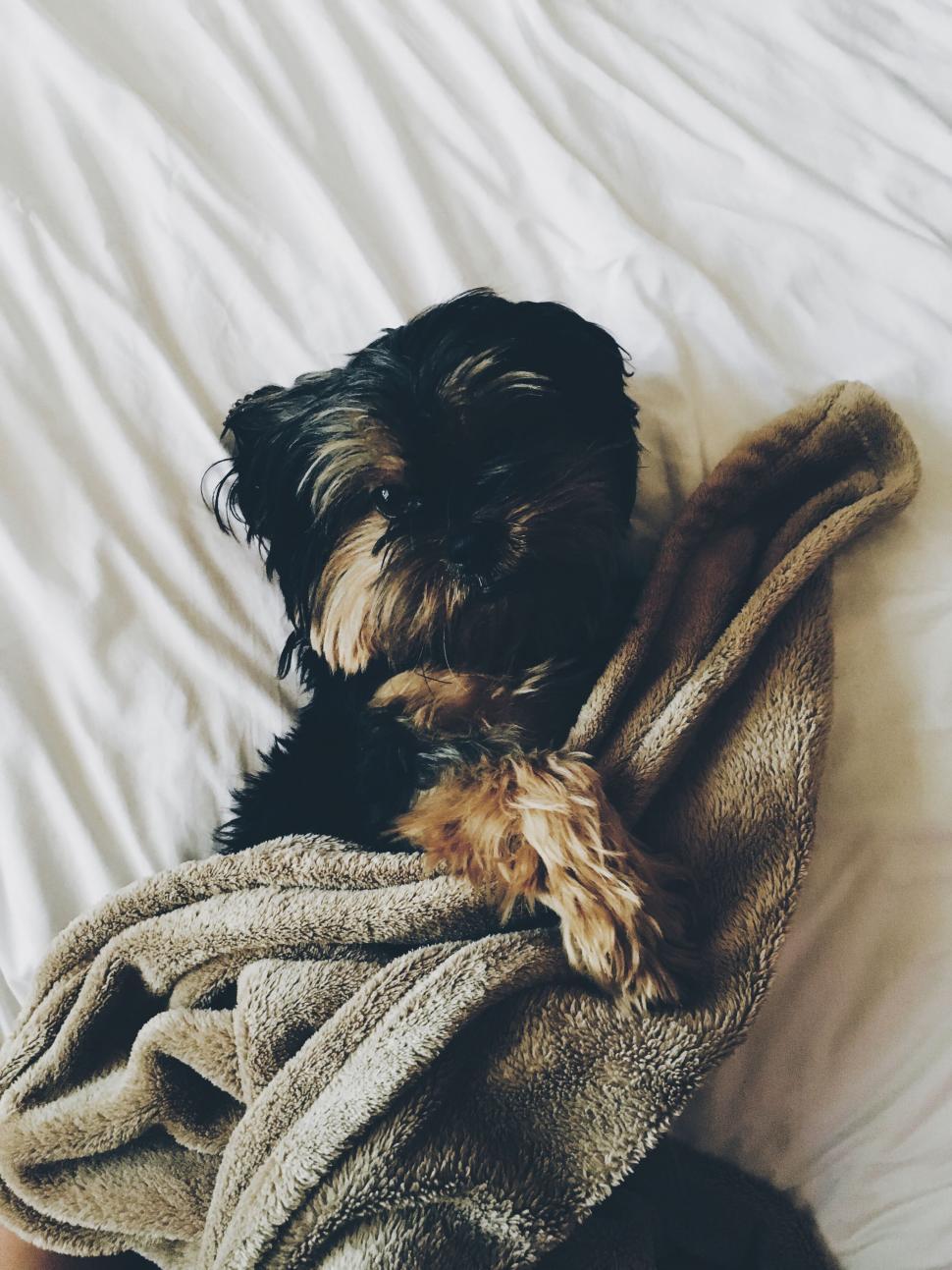 Free Image of A dog lying on a blanket 