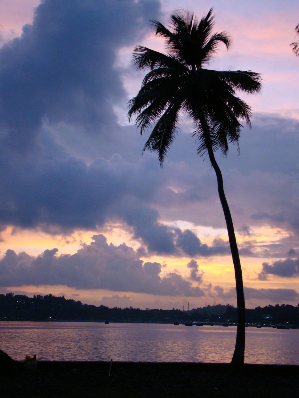 Free Image of Palm Tree Beside Water 