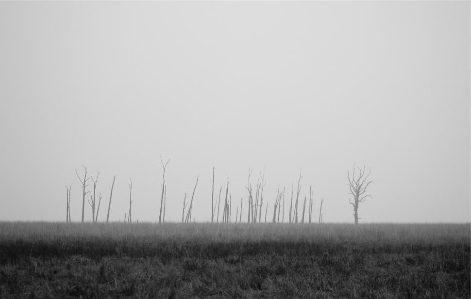 Free Image of A field with trees 