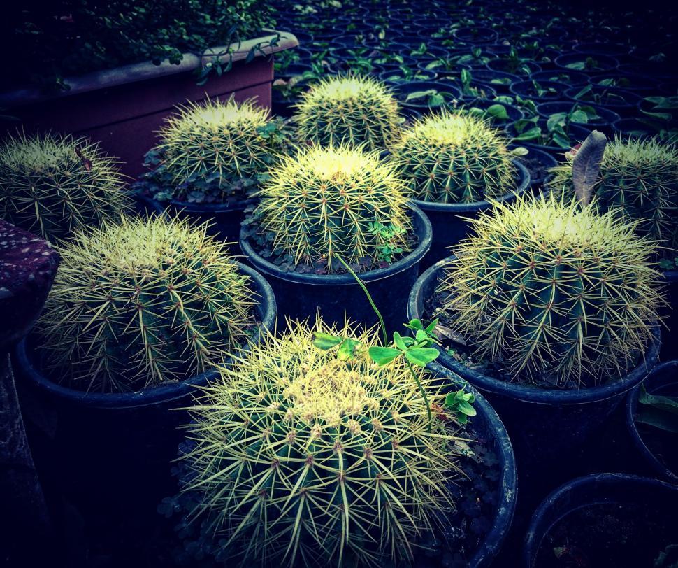 Free Image of A group of cactus plants in pots 