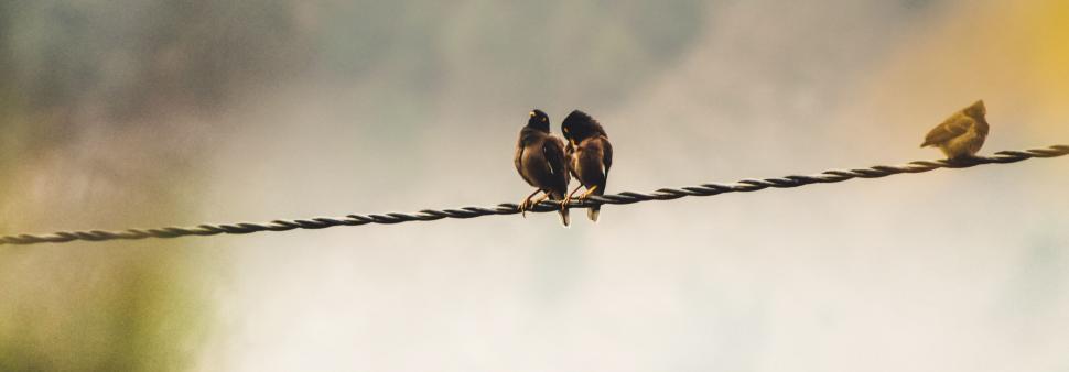 Free Image of Two birds on a wire 