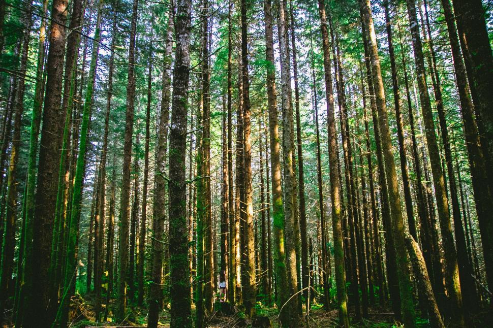 Free Image of A group of tall trees in a forest 