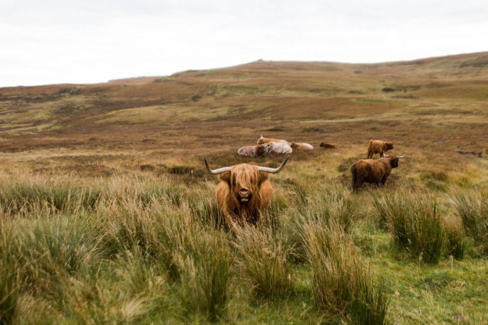 Free Image of A group of cows in a field 