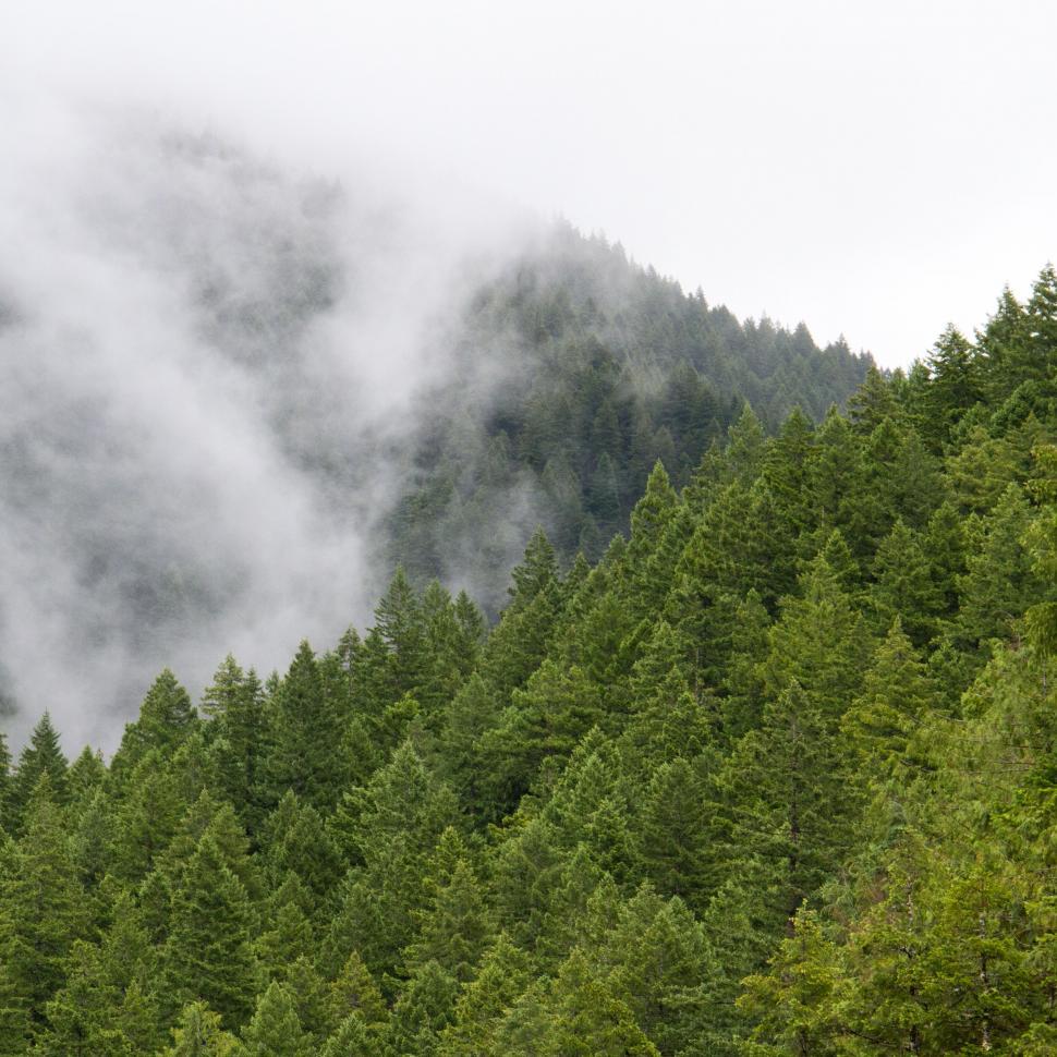 Free Image of A foggy forest with trees 