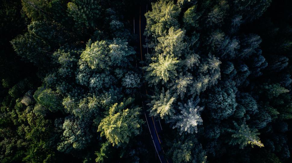 Free Image of A road through a forest 