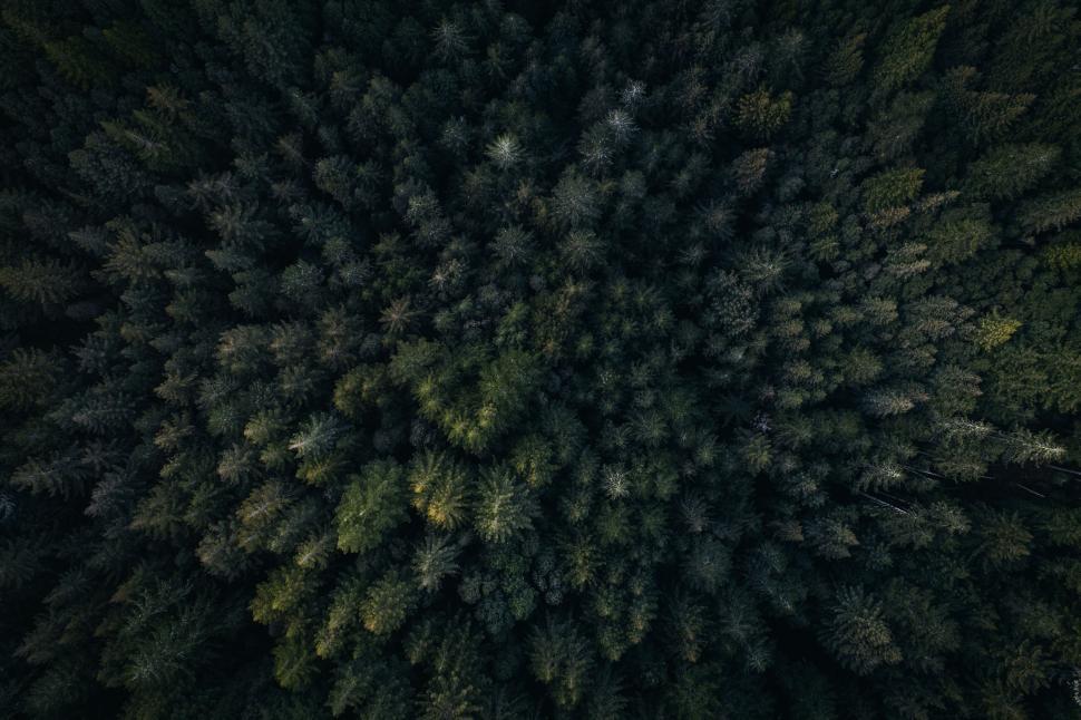 Free Image of Aerial view of a forest of trees 