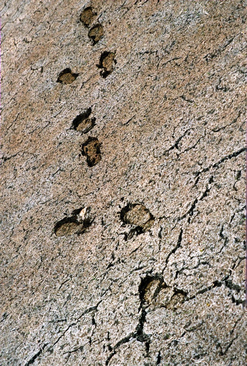 Free Image of Footprints in the mud 