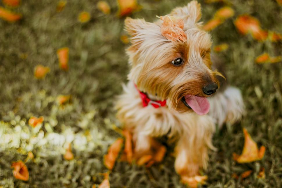 Free Image of A dog sitting on grass with leaves on its head 