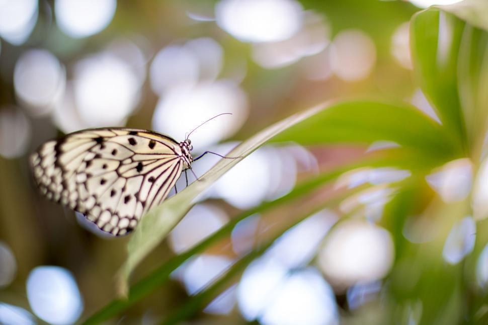 Free Image of A butterfly on a leaf 