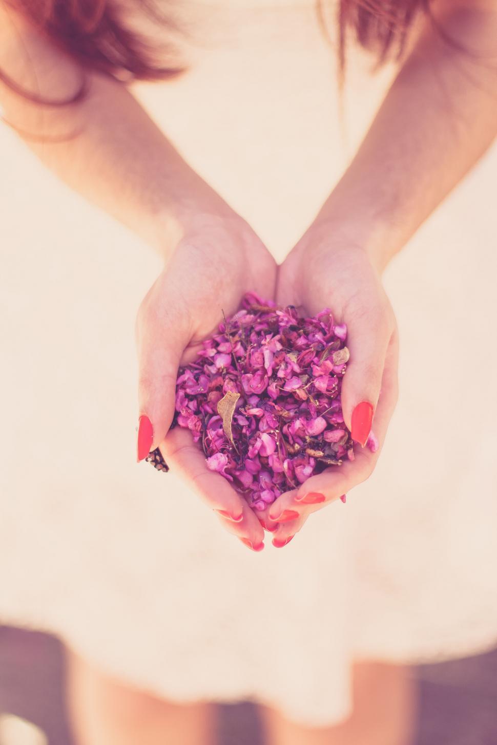 Free Image of A person holding a handful of flowers 
