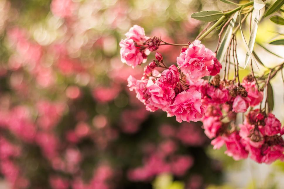 Free Image of A close up of pink flowers 