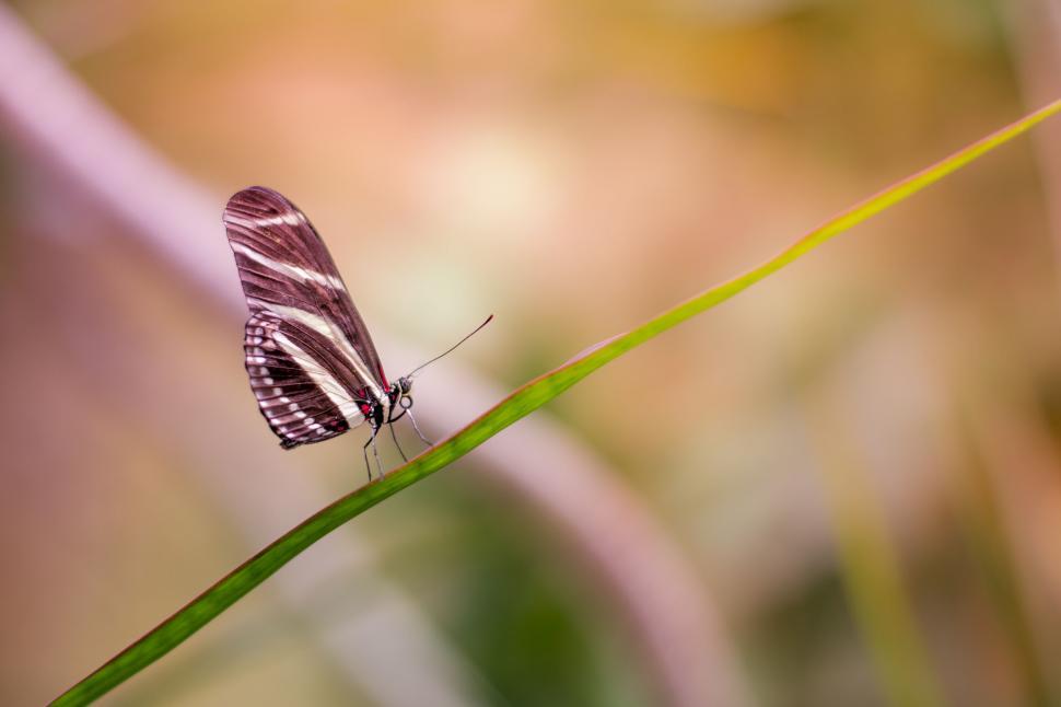 Free Image of A butterfly on a blade of grass 