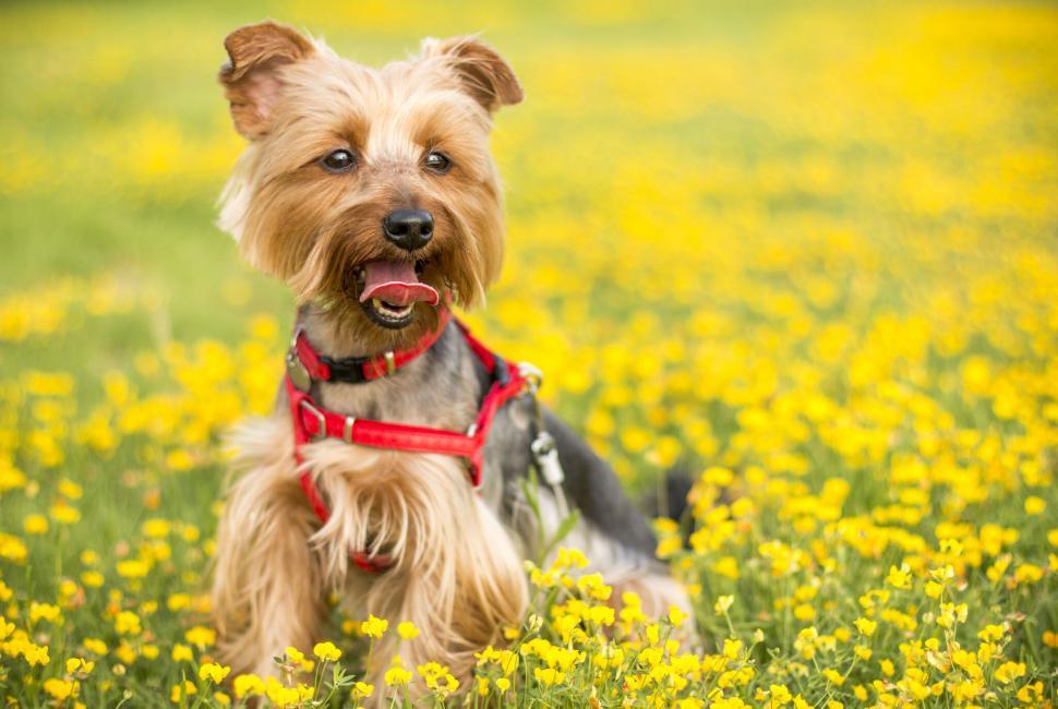 Free Image of A dog sitting in a field of yellow flowers 