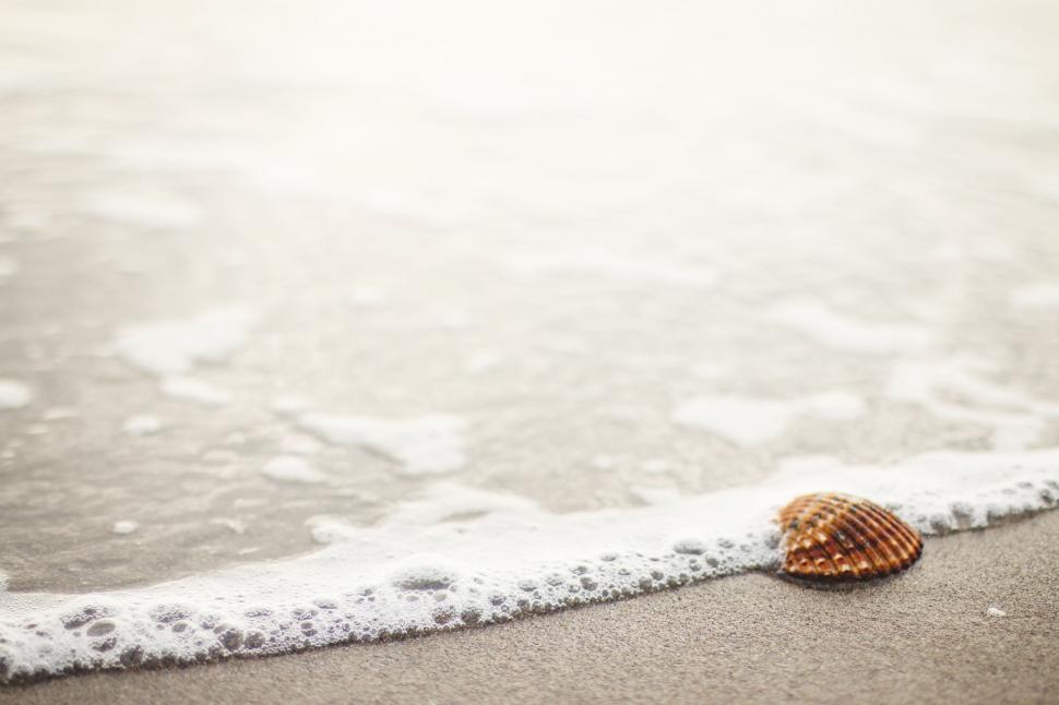 Free Image of A shell on the beach 
