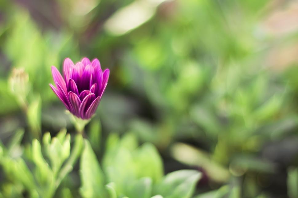 Free Image of A purple flower with green leaves 