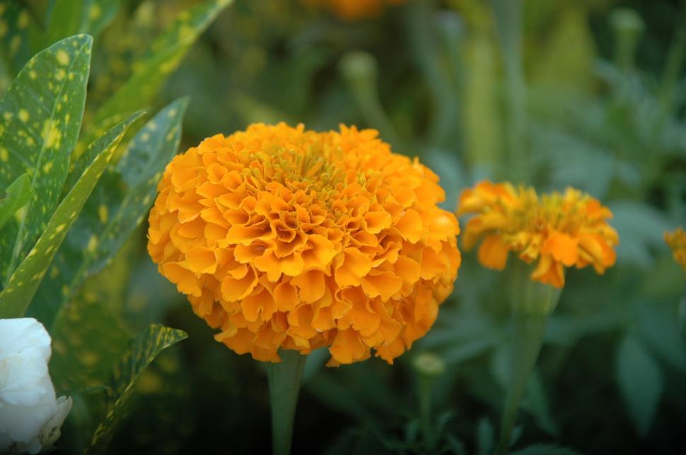 Free Image of Flowers - Marigold 