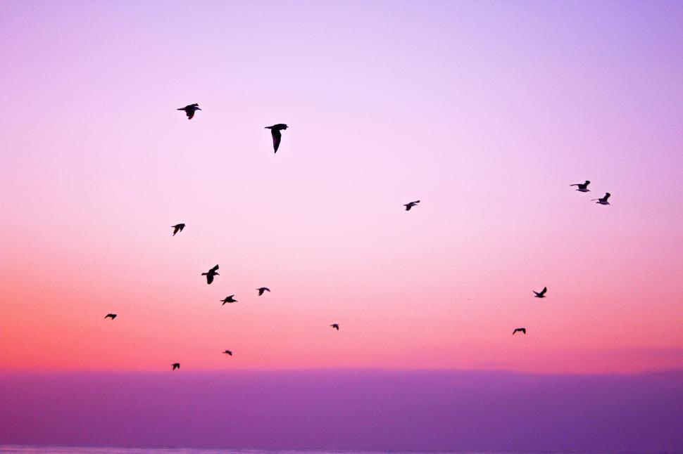 Free Image of A flock of birds flying in the sky 