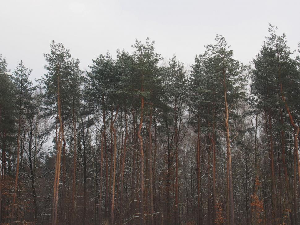 Free Image of A group of trees in a forest 