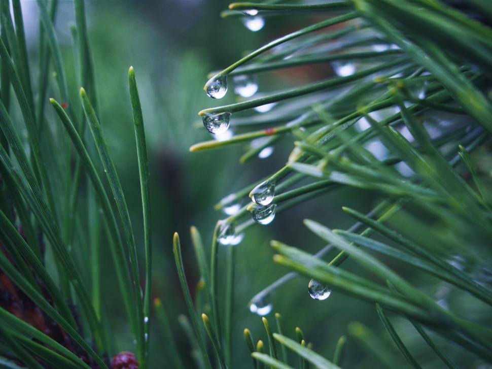 Free Image of Water droplets on a pine needle 