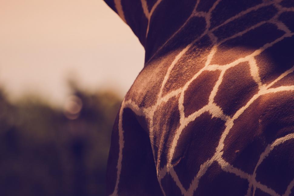Free Image of A close up of a giraffe 