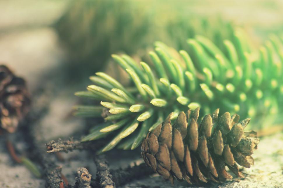 Free Image of A pinecones on a rock 