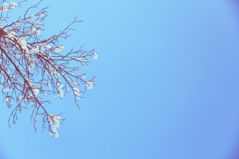 Free Image of A tree with snow on it 