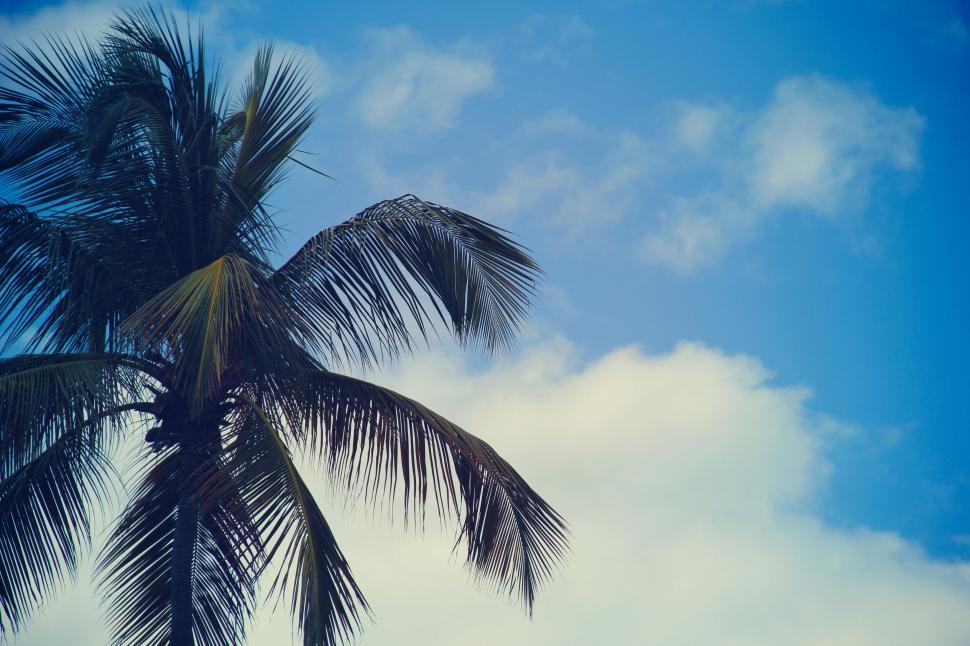 Free Image of A palm tree against a blue sky 