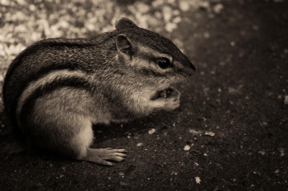 Free Image of A chipmunk on the ground 