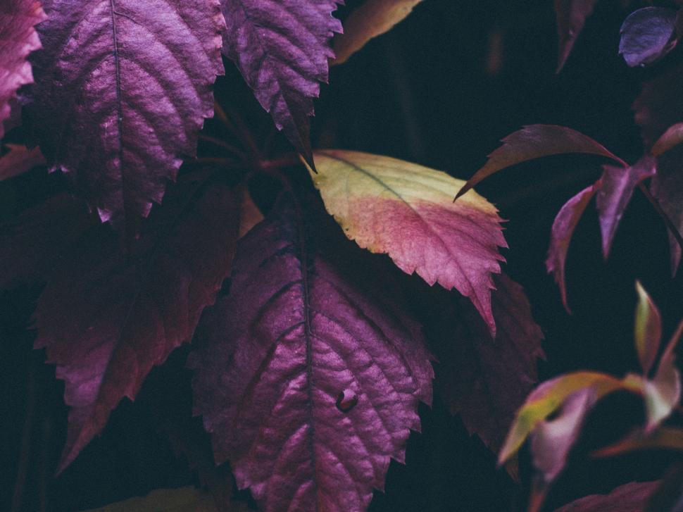 Free Image of A close up of purple leaves 