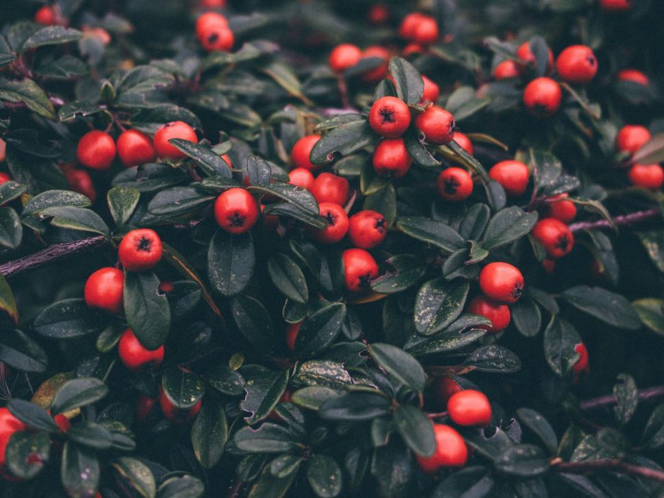 Free Image of A bush with red berries 