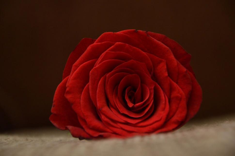 Free Image of A close up of a red rose 