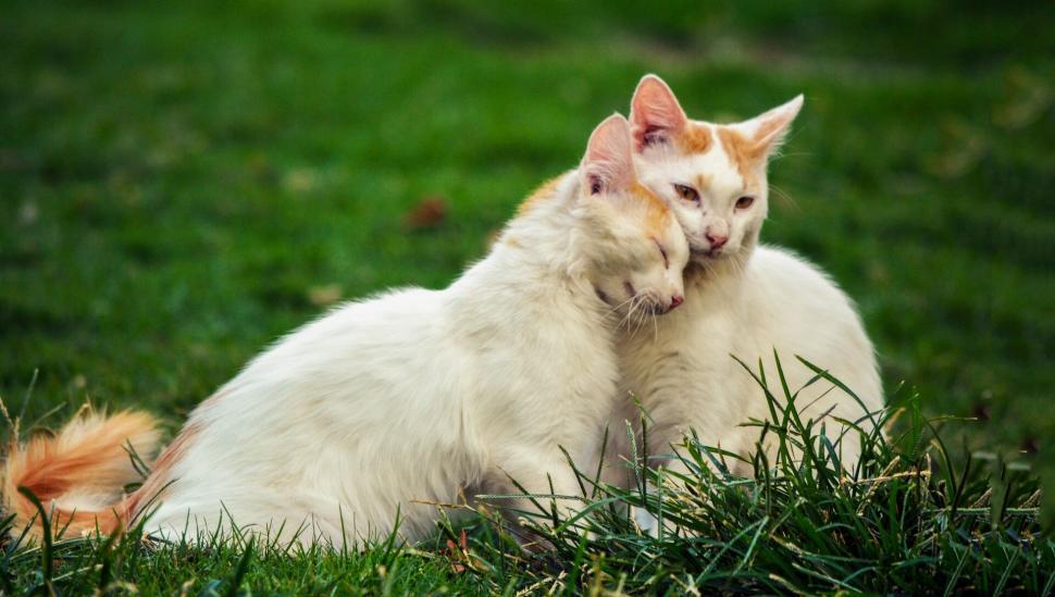 Free Image of Two cats sitting in the grass 