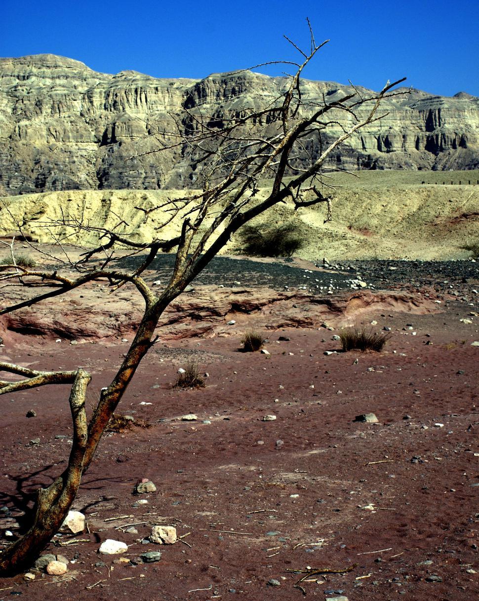 Free Image of Tree in the desert 