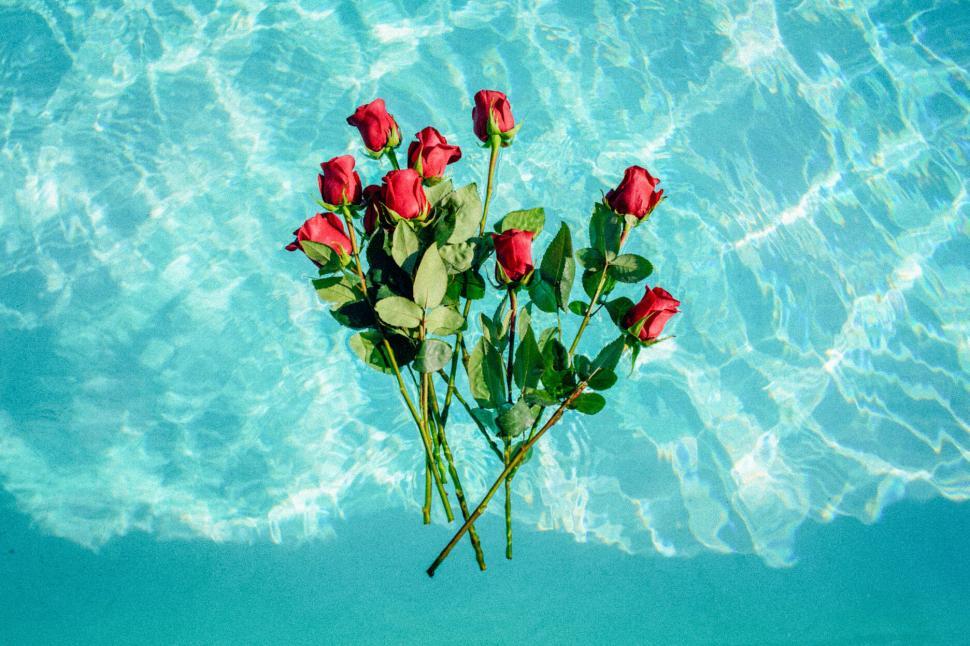 Free Image of A bouquet of roses in a pool 