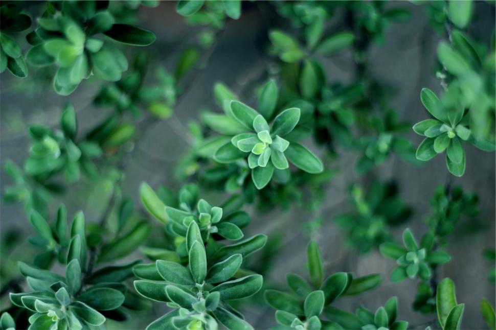 Free Image of A close up of a plant 