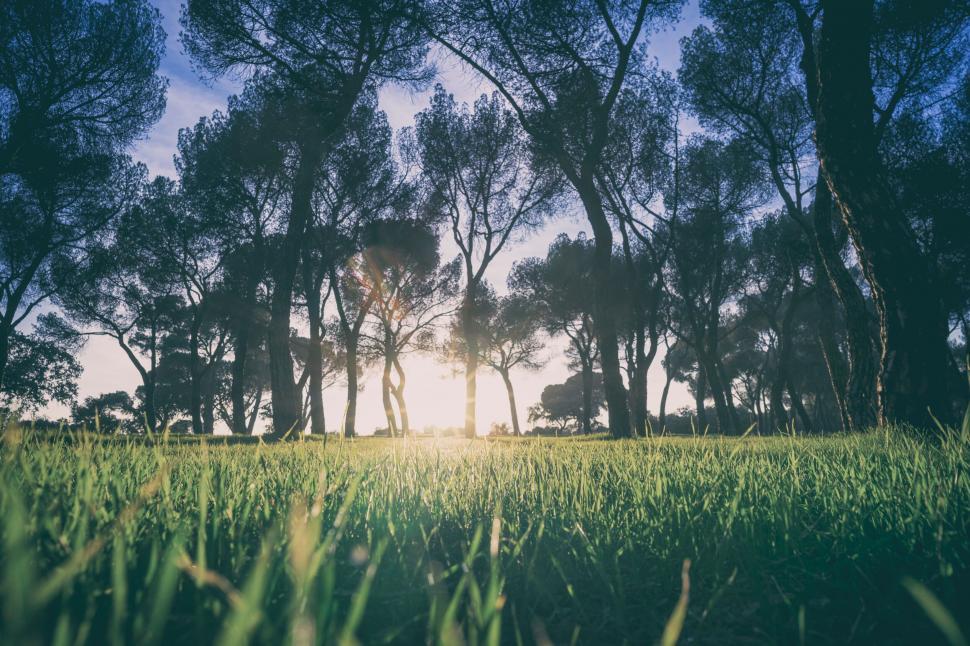 Free Image of A grass field with trees in the background 