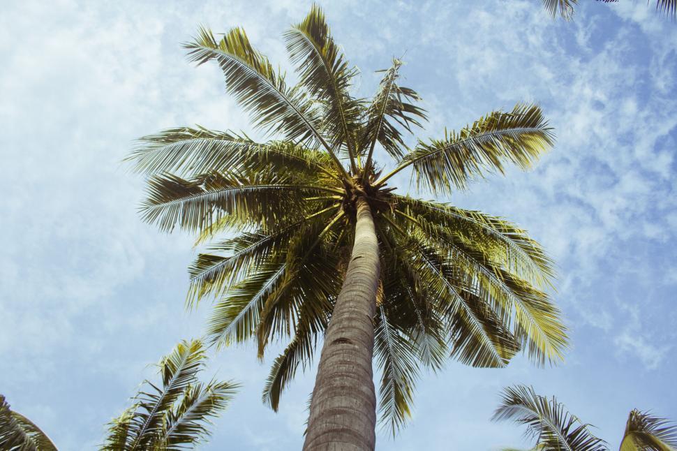 Free Image of A palm tree with blue sky 