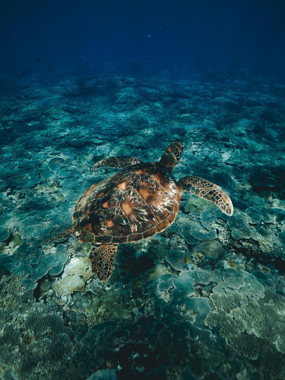 Free Image of A turtle swimming in the water 