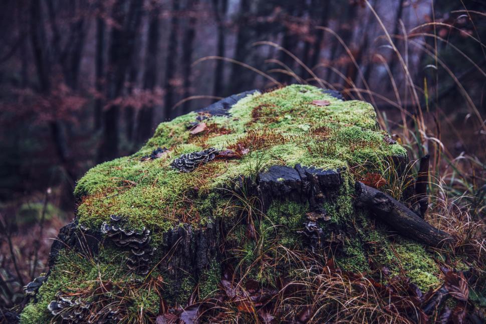 Free Image of A mossy stump in the woods 