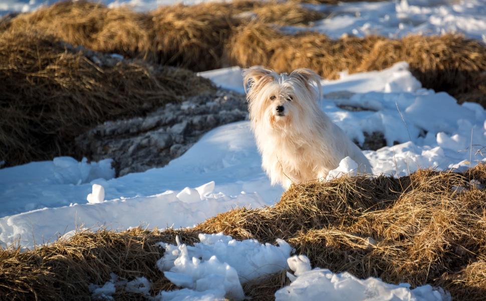 Free Image of A dog standing in the snow 