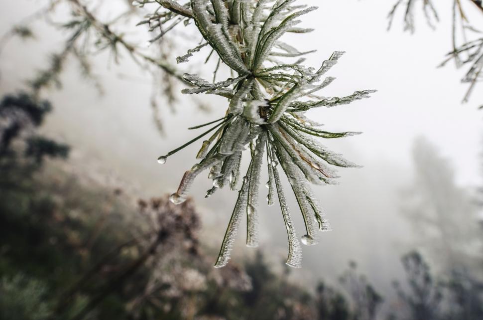 Free Image of A close up of a tree branch with ice on it 