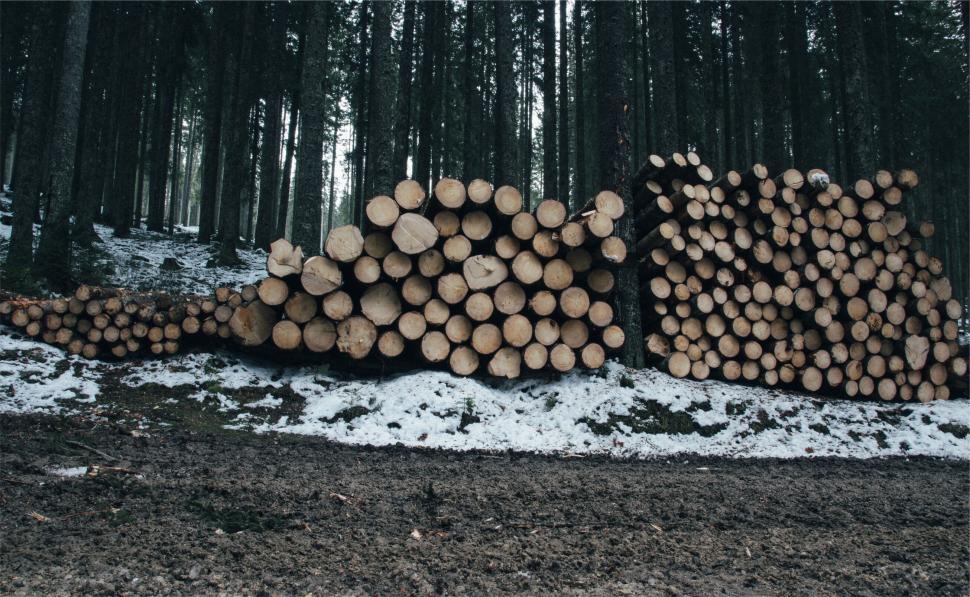 Free Image of A pile of cut logs in the woods 