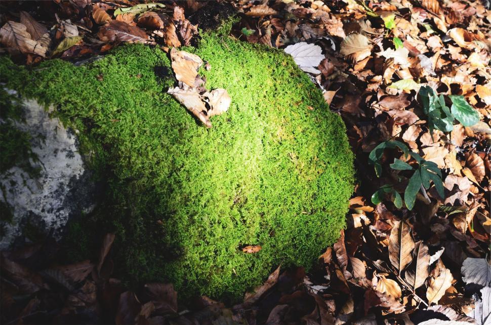 Free Image of A green mossy rock in the woods 