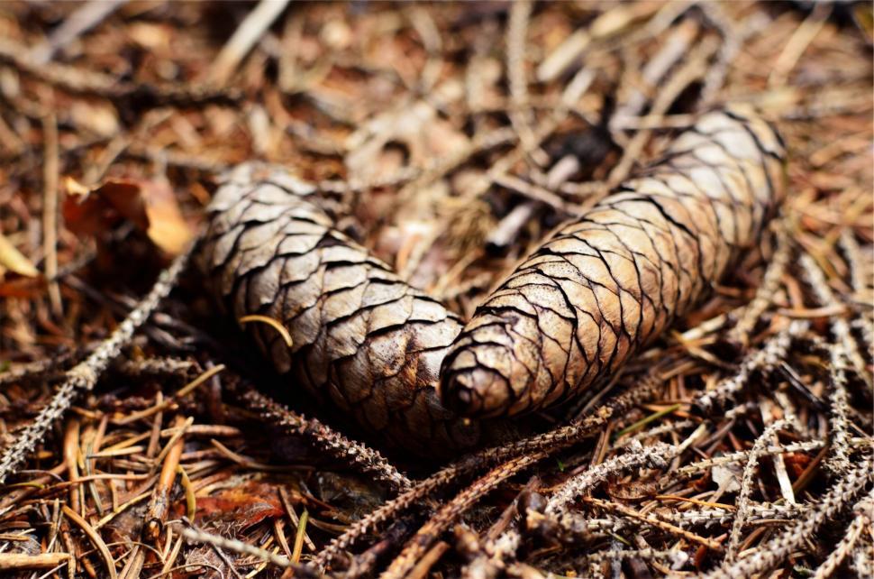 Free Image of A pinecone on the ground 