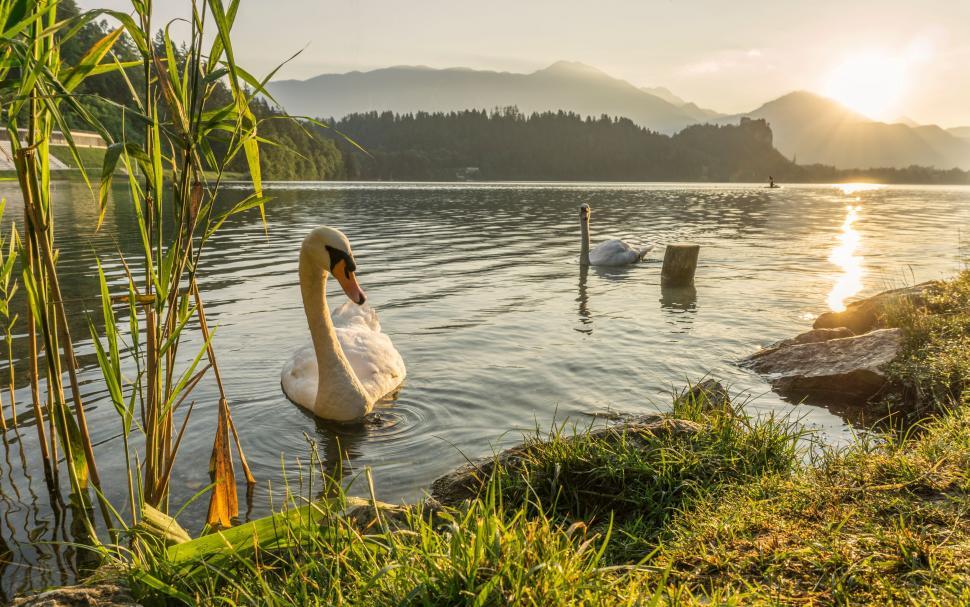 Free Image of Two swans in a lake 