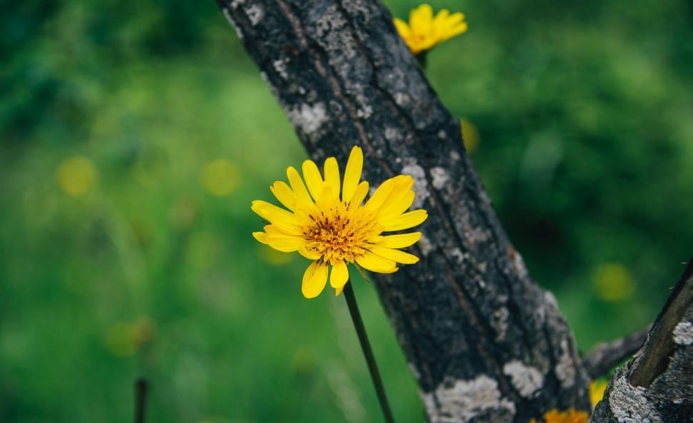 Free Image of A yellow flower next to a tree 