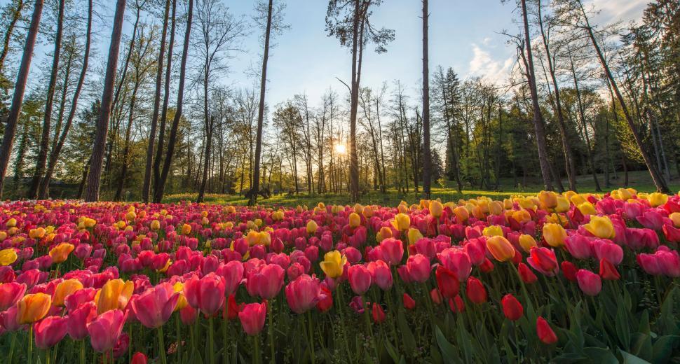 Free Image of A field of tulips in the sun 